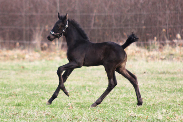 Excalibur13