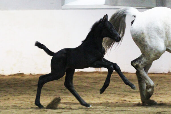 Excalibur3
