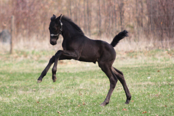 Excalibur7