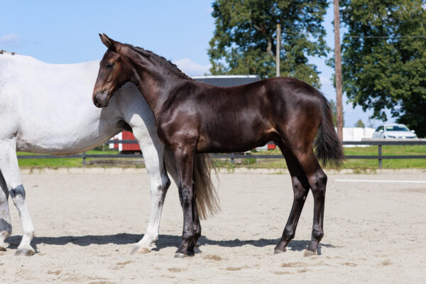 Excalibur8
