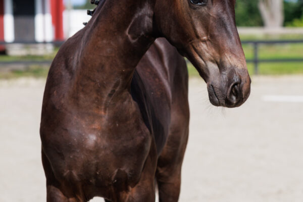 Excalibur9